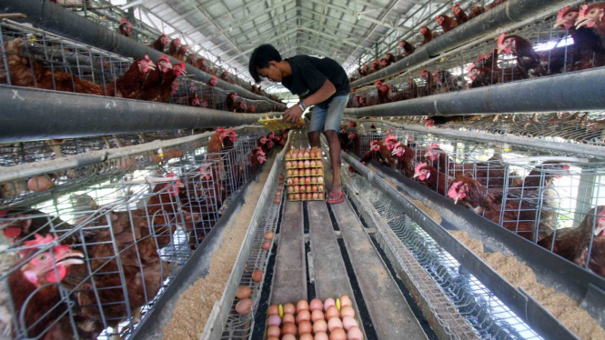 Peternak Ayam Bisa Dapat Modal Rp200 Miliar, Syaratnya Jangan Gaptek