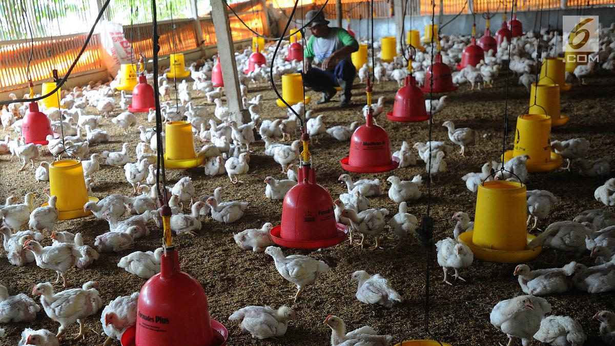 Sempat Ramai Orang Hindari Konsumsi Ayam Broiler, Dokter Tan Shot Yen: Yang Salah Bukan Ayamnya
