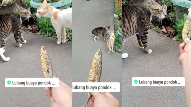 Viral Orang Jinakkan 2 Kucing yang Sedang Berantem, Netizen: Oh Gitu Caranya
