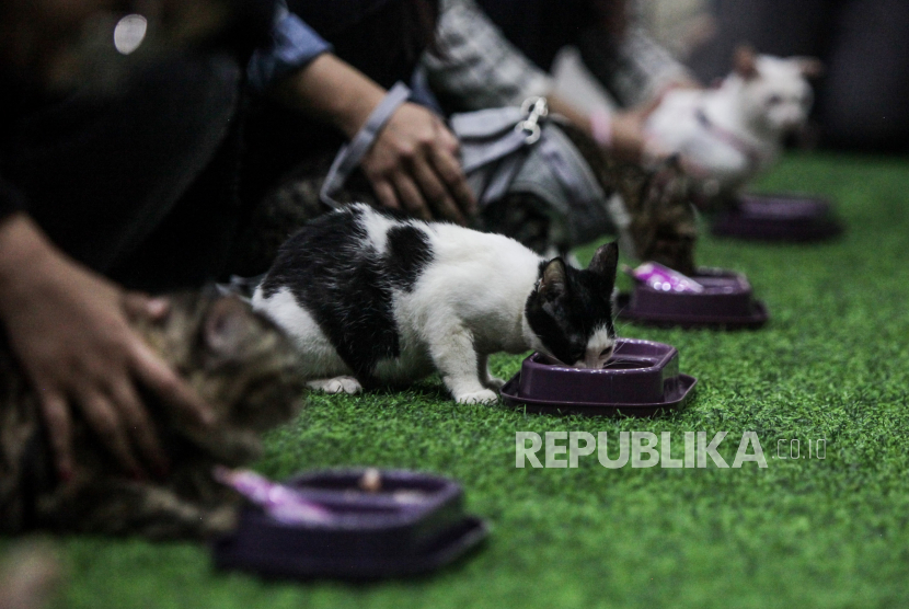 Dokter Beri Tips Memilih Makanan Kering yang Baik untuk Anabul