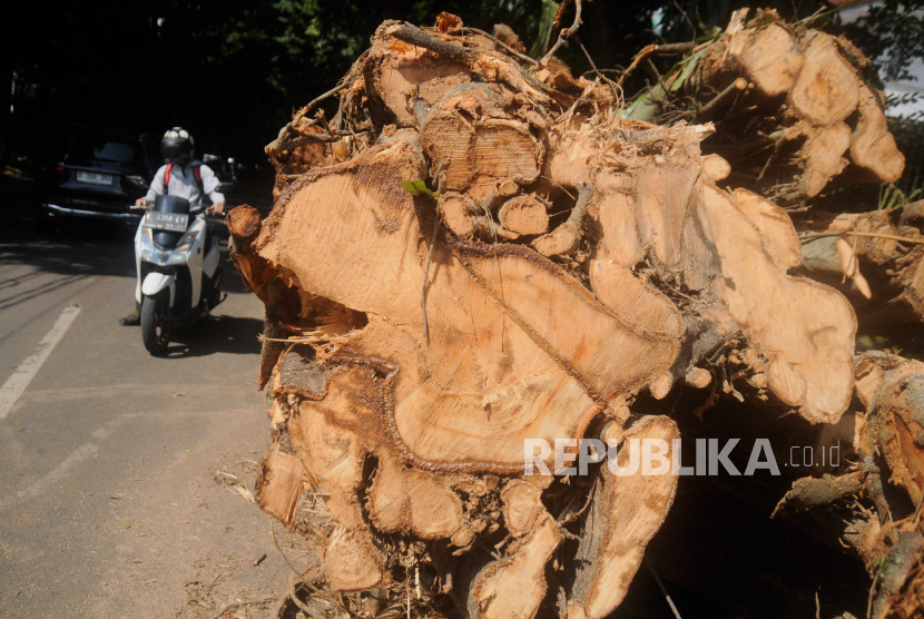 Pelajar Indonesia Tewas Tertimpa Pohon 10 Ton di Australia, Bahayakah Berteduh di Pohon?